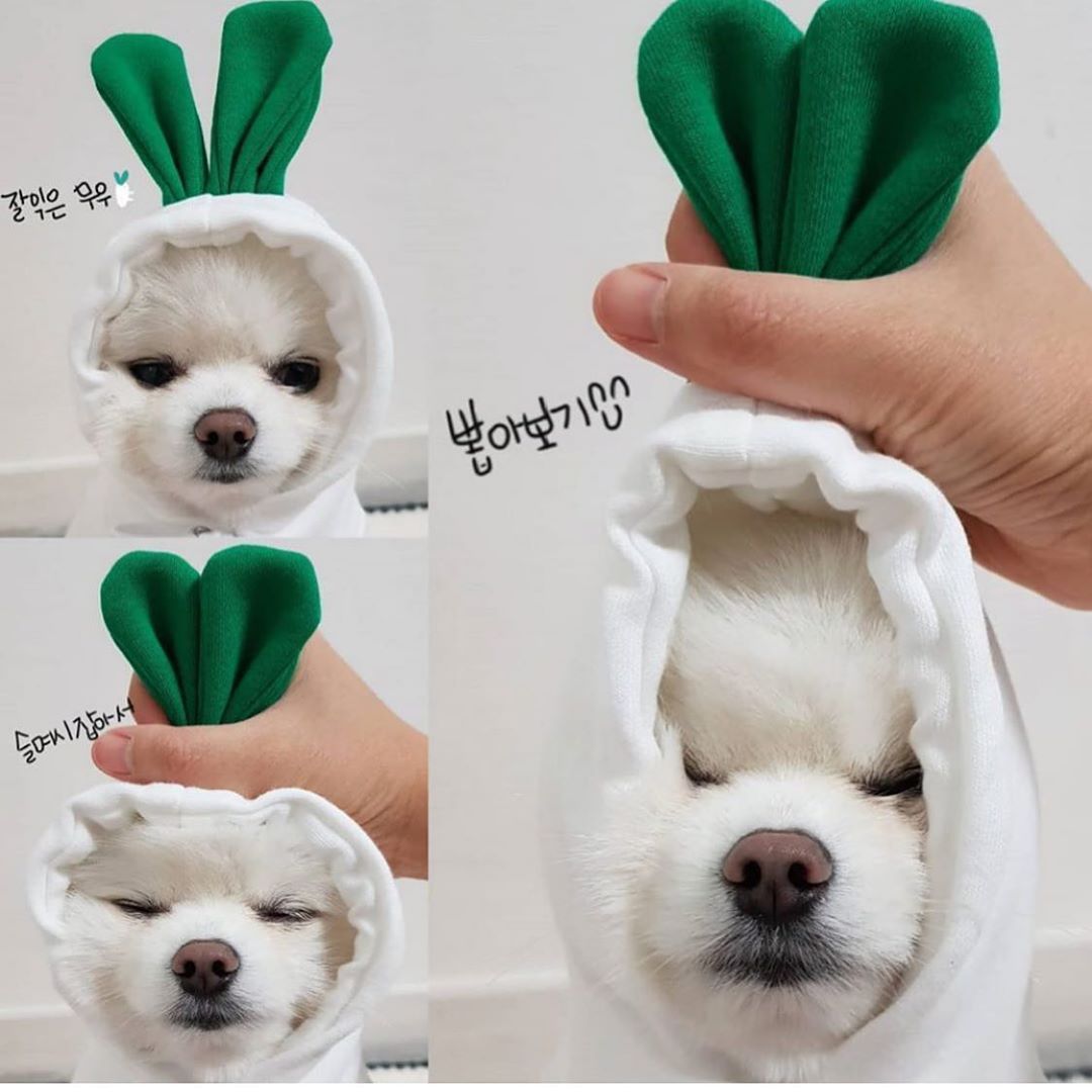 Cute Fruit Dog Fleece Hoodies