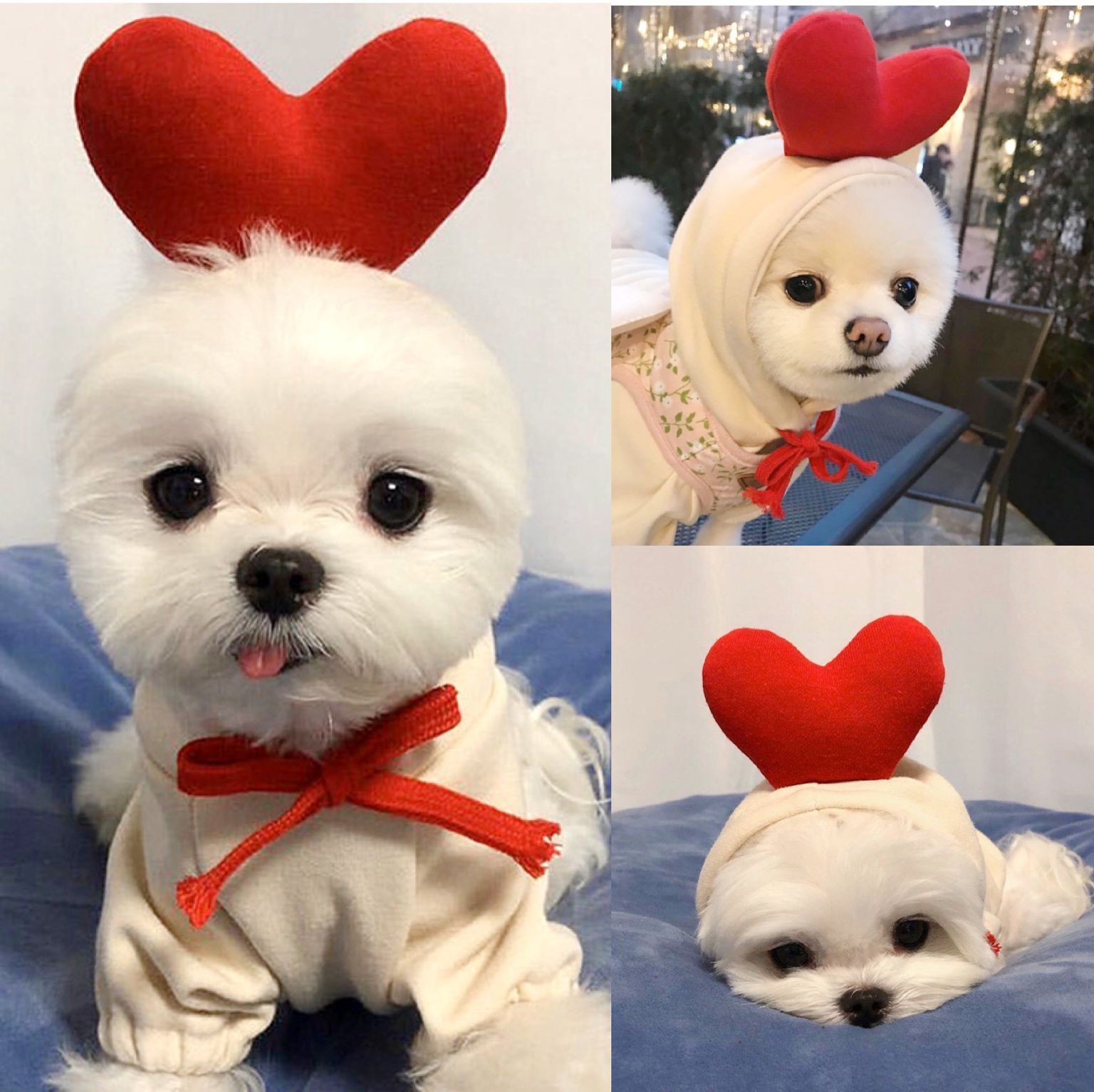 Cute Fruit Dog Fleece Hoodies