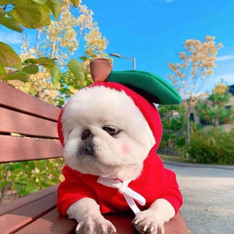 Cute Fruit Dog Fleece Hoodies