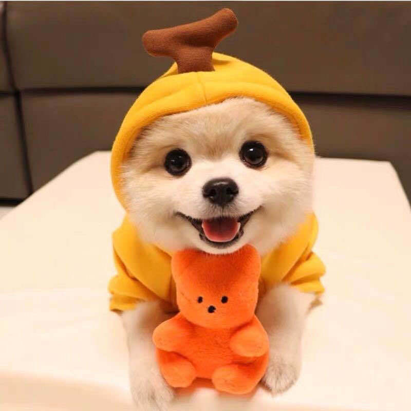 Cute Fruit Dog Fleece Hoodies