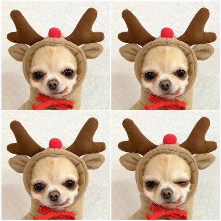 Cute Fruit Dog Fleece Hoodies
